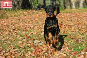 Read more about the article Black and Tan Coonhound opdrættere og hvalpe i Bremen