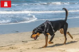 Read more about the article Black and Tan Coonhound opdrættere og hvalpe i Hamborg
