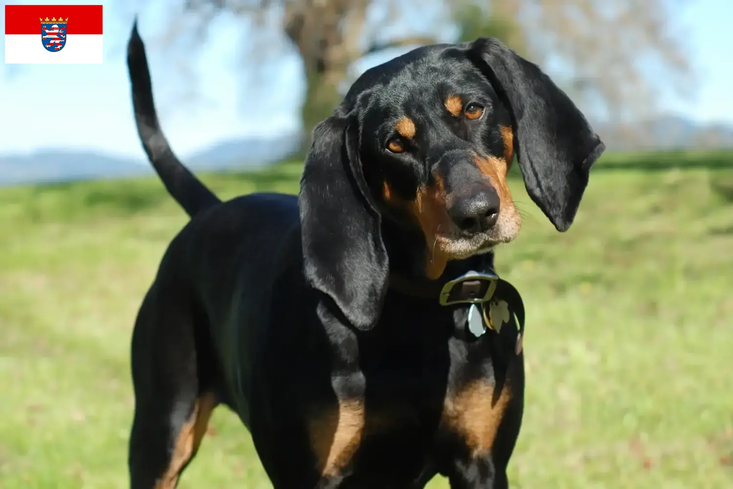 Read more about the article Black and Tan Coonhound opdrættere og hvalpe i Hessen