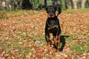 Read more about the article Black and Tan Coonhound opdrættere og hvalpe i Hovedstaden
