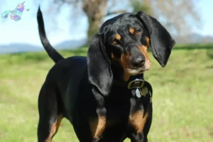 Read more about the article Black and Tan Coonhound opdrættere og hvalpe i Nordjylland