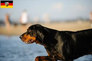 Read more about the article Black and Tan Coonhound opdrættere og hvalpe i Saarland