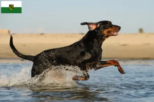Read more about the article Black and Tan Coonhound opdrættere og hvalpe i Sachsen