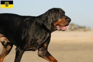 Read more about the article Black and Tan Coonhound opdrættere og hvalpe i Baden-Württemberg