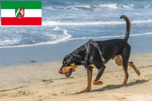Read more about the article Black and Tan Coonhound opdrættere og hvalpe i Nordrhein-Westfalen