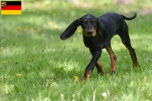Read more about the article Black and Tan Coonhound opdrættere og hvalpe i Rheinland-Pfalz