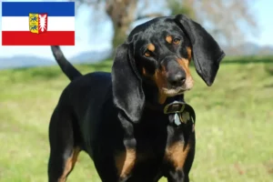 Read more about the article Black and Tan Coonhound opdrættere og hvalpe i Schleswig-Holstein