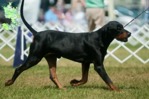 Read more about the article Black and Tan Coonhound opdrættere og hvalpe på Sjælland