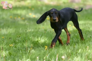 Read more about the article Black and Tan Coonhound opdrættere og hvalpe i Syddanmark