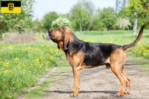 Read more about the article Blodhundeopdrættere og hvalpe i Baden-Württemberg