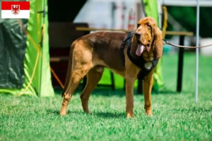 Read more about the article Blodhundeopdrættere og hvalpe i Brandenburg