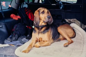 Read more about the article Blodhundeopdrætter og hvalpe i Hovedstaden