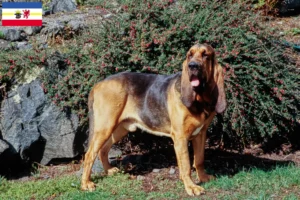 Read more about the article Blodhundeopdrættere og hvalpe i Mecklenburg-Vorpommern
