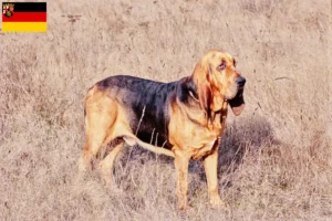 Read more about the article Blodhundeopdrættere og hvalpe i Rheinland-Pfalz
