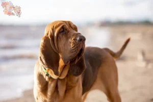 Read more about the article Blodhundeopdrættere og hvalpe i Syddanmark