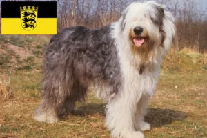 Read more about the article Bobtail-opdrættere og hvalpe i Baden-Württemberg