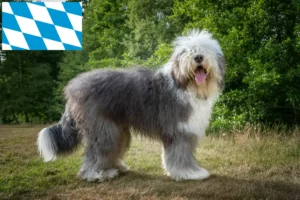 Read more about the article Bobtail-opdrættere og hvalpe i Bayern