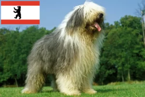 Read more about the article Bobtail-opdrættere og hvalpe i Berlin