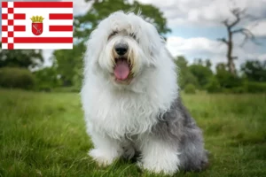 Read more about the article Bobtail-opdrættere og hvalpe i Bremen