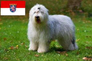 Read more about the article Bobtail-opdrættere og hvalpe i Hessen