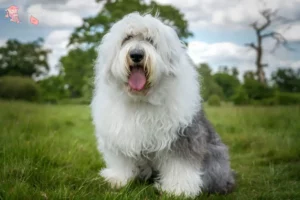 Read more about the article Bobtail-opdrættere og hvalpe i Hovedstaden