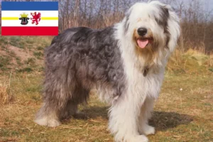 Read more about the article Bobtail-opdrættere og hvalpe i Mecklenburg-Vorpommern