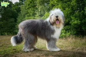 Read more about the article Bobtail-opdrættere og hvalpe i Midtjylland
