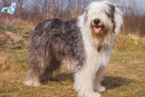 Read more about the article Bobtail-opdrættere og hvalpe i Nordjylland