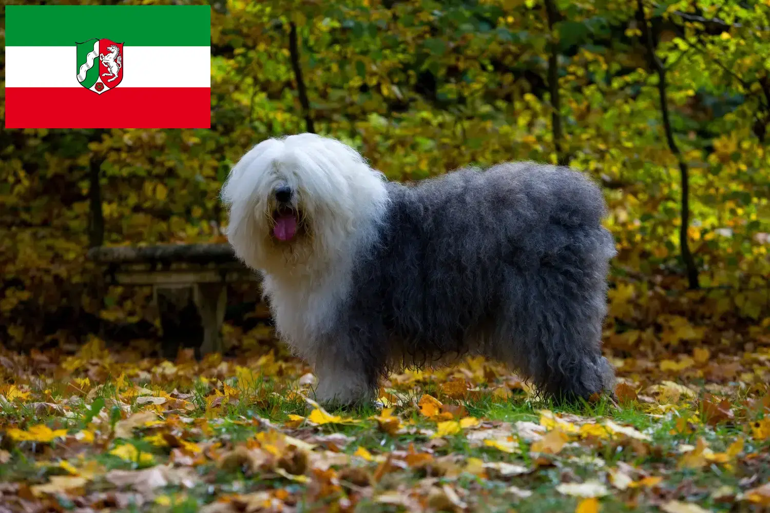Read more about the article Bobtail-opdrættere og hvalpe i Nordrhein-Westfalen
