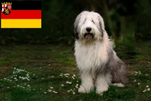 Read more about the article Bobtail-opdrættere og hvalpe i Rheinland-Pfalz