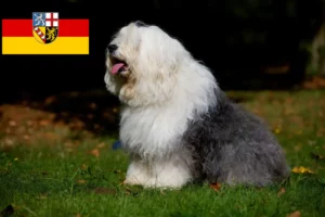 Read more about the article Bobtail-opdrættere og hvalpe i Saarland