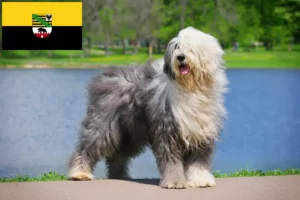 Read more about the article Bobtail-opdrættere og hvalpe i Sachsen-Anhalt