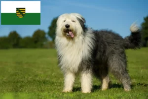 Read more about the article Bobtail-opdrættere og hvalpe i Sachsen