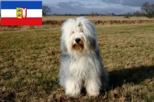Read more about the article Bobtail-opdrættere og hvalpe i Slesvig-Holsten