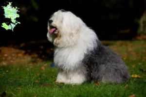 Read more about the article Bobtail-opdrættere og hvalpe på Sjælland