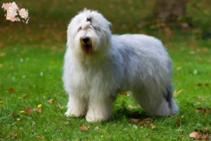 Read more about the article Bobtail-opdrættere og hvalpe i Syddanmark