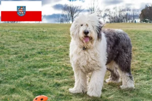 Read more about the article Bobtail-opdrættere og hvalpe i Thüringen