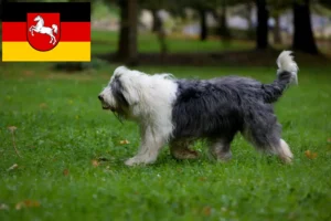 Read more about the article Bobtail-opdrættere og hvalpe i Niedersachsen
