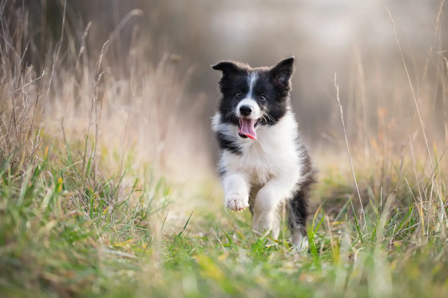 At købe en Border Collie-hvalp betyder at tage ansvar! Køb Border Collie-hvalpe.