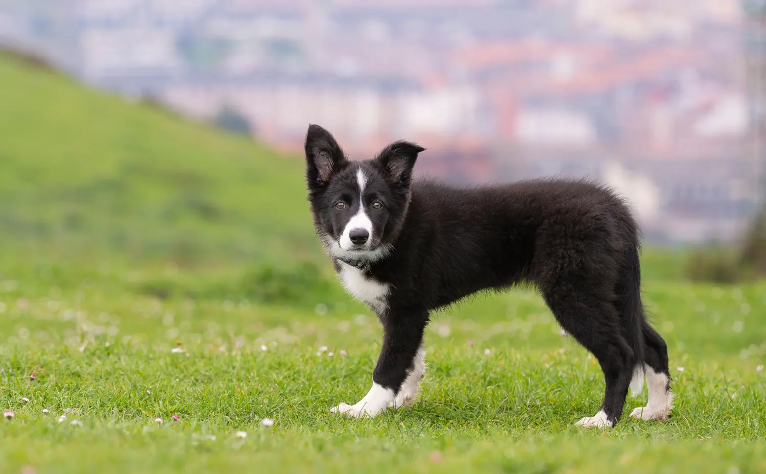 At købe en Border Collie-hvalp betyder at tage ansvar! Køb Border Collie-hvalpe.