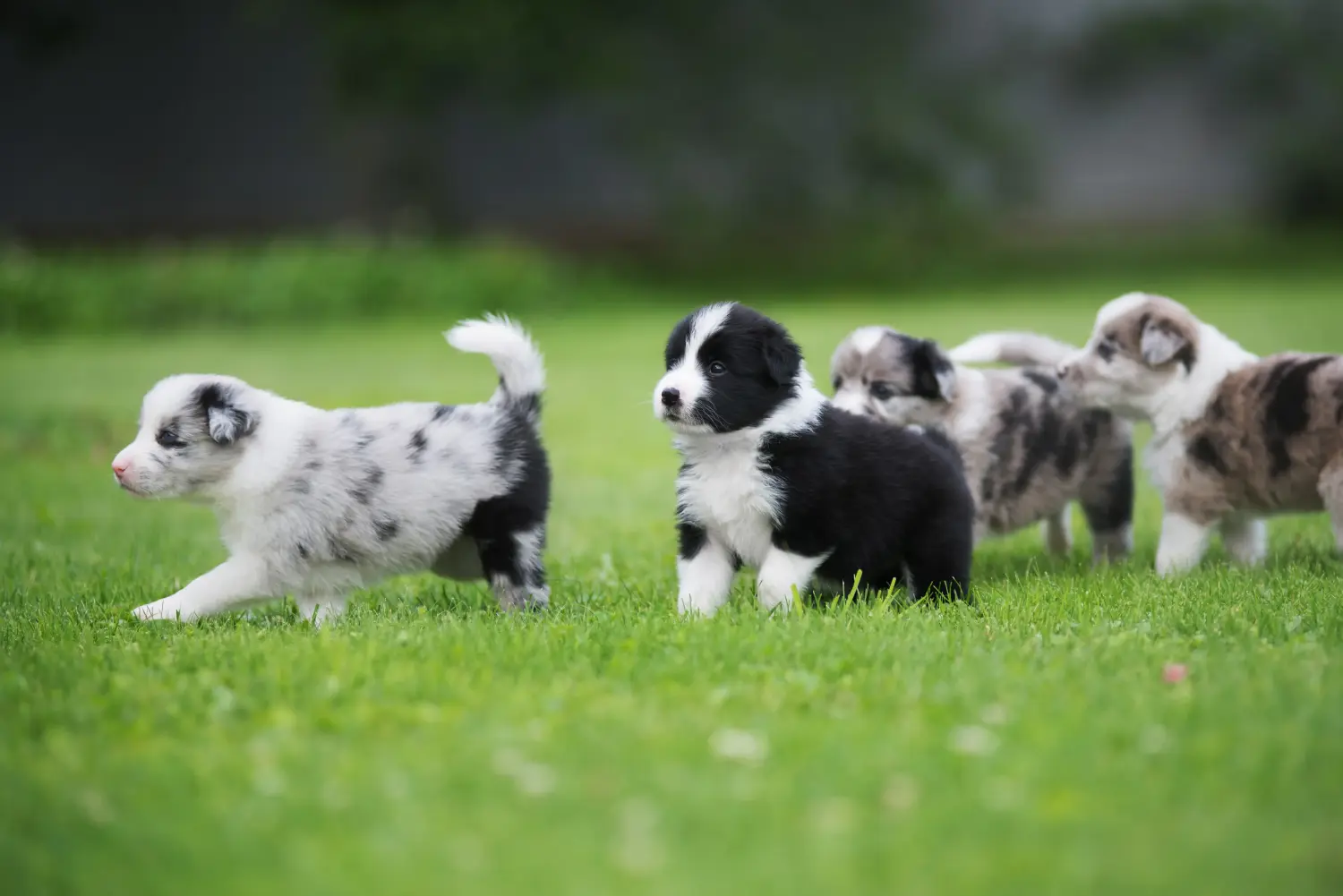 At købe en Border Collie-hvalp betyder at tage ansvar! Køb Border Collie-hvalpe.