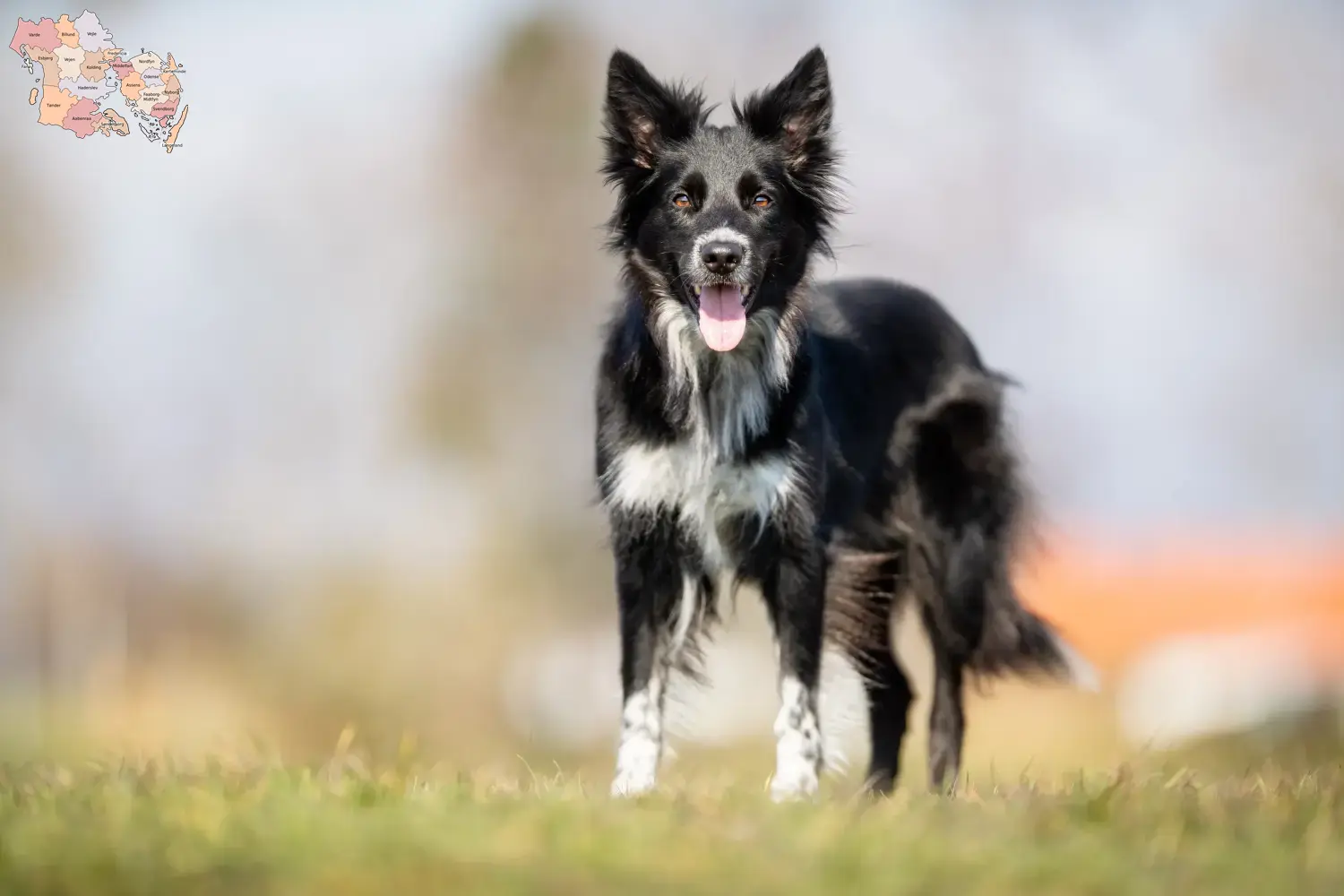 Border Collie hvalpe og opdrættere Syddanmark Find Border Collies opdrættere i Syddanmark.
