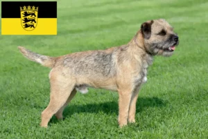 Read more about the article Border Terrier opdrættere og hvalpe i Baden-Württemberg