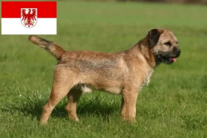 Read more about the article Border Terrier opdrættere og hvalpe i Brandenburg