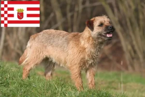 Read more about the article Border Terrier opdrættere og hvalpe i Bremen