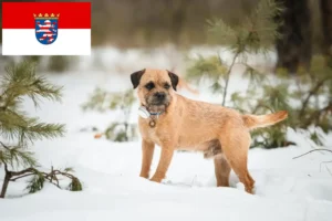 Read more about the article Border Terrier opdrættere og hvalpe i Hessen