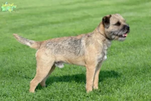 Read more about the article Border Terrier opdrættere og hvalpe i Midtjylland