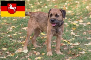 Read more about the article Border Terrier opdrættere og hvalpe i Niedersachsen