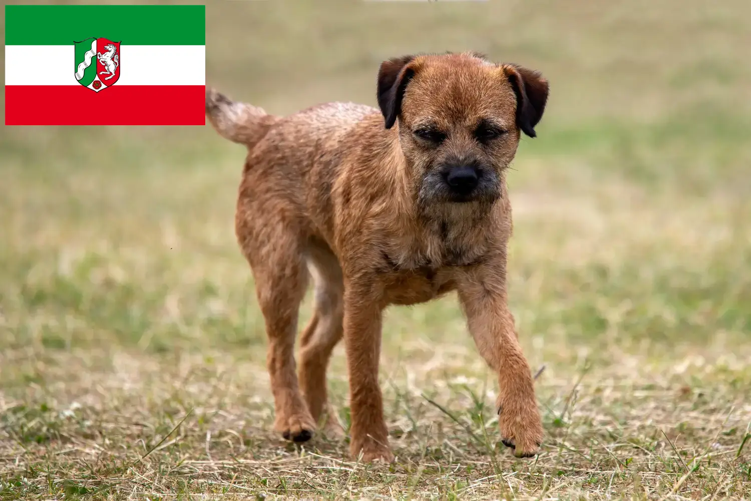 Read more about the article Border Terrier opdrættere og hvalpe i Nordrhein-Westfalen