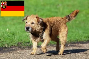 Read more about the article Border Terrier opdrættere og hvalpe i Rheinland-Pfalz